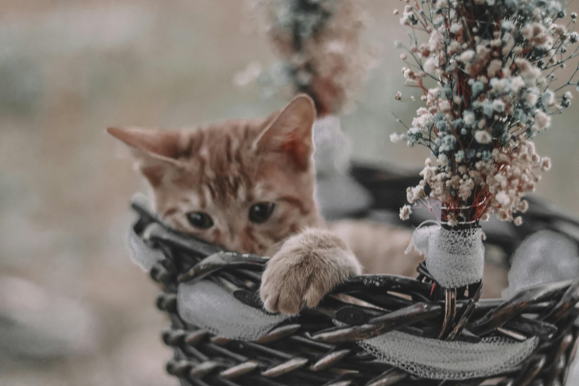 High-Fiber Breakfasts: 5 Recipes to Boost Morning Gut Health